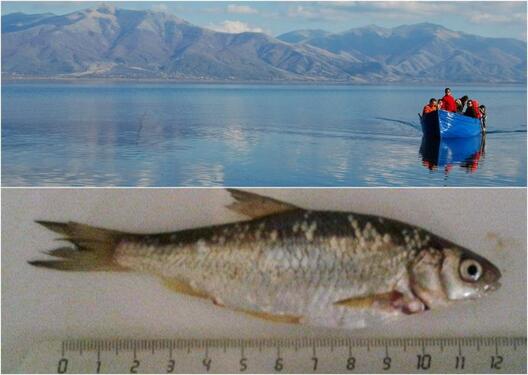 Пестицидите создадоа риба мутант во Преспанското Езеро